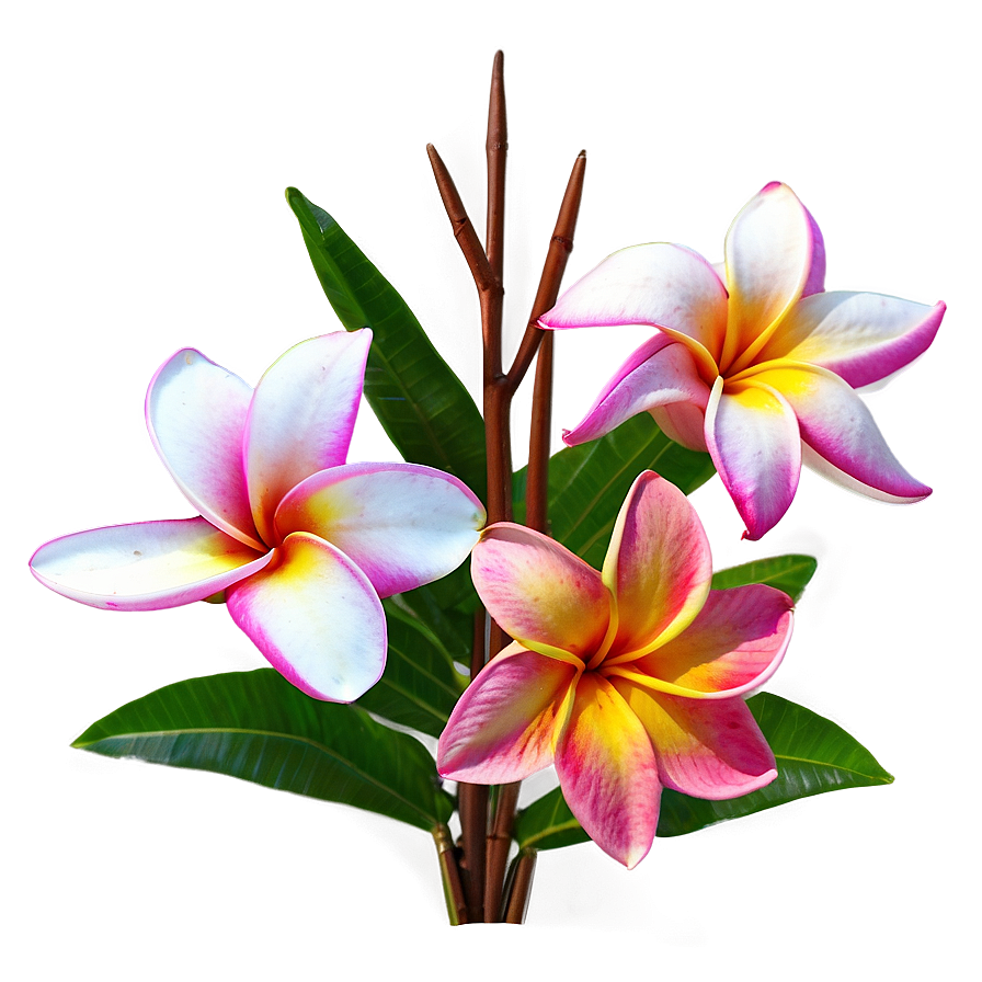 Plumeria Arrangement Png Cfg10 PNG image