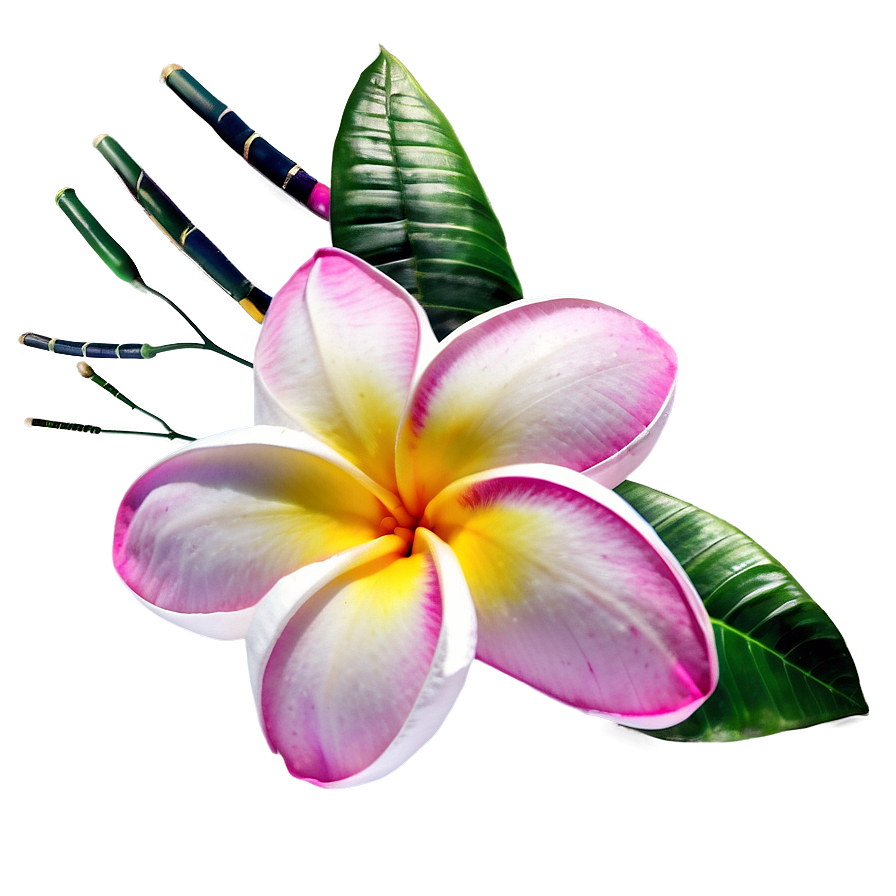 Plumeria Beauty Png 27 PNG image