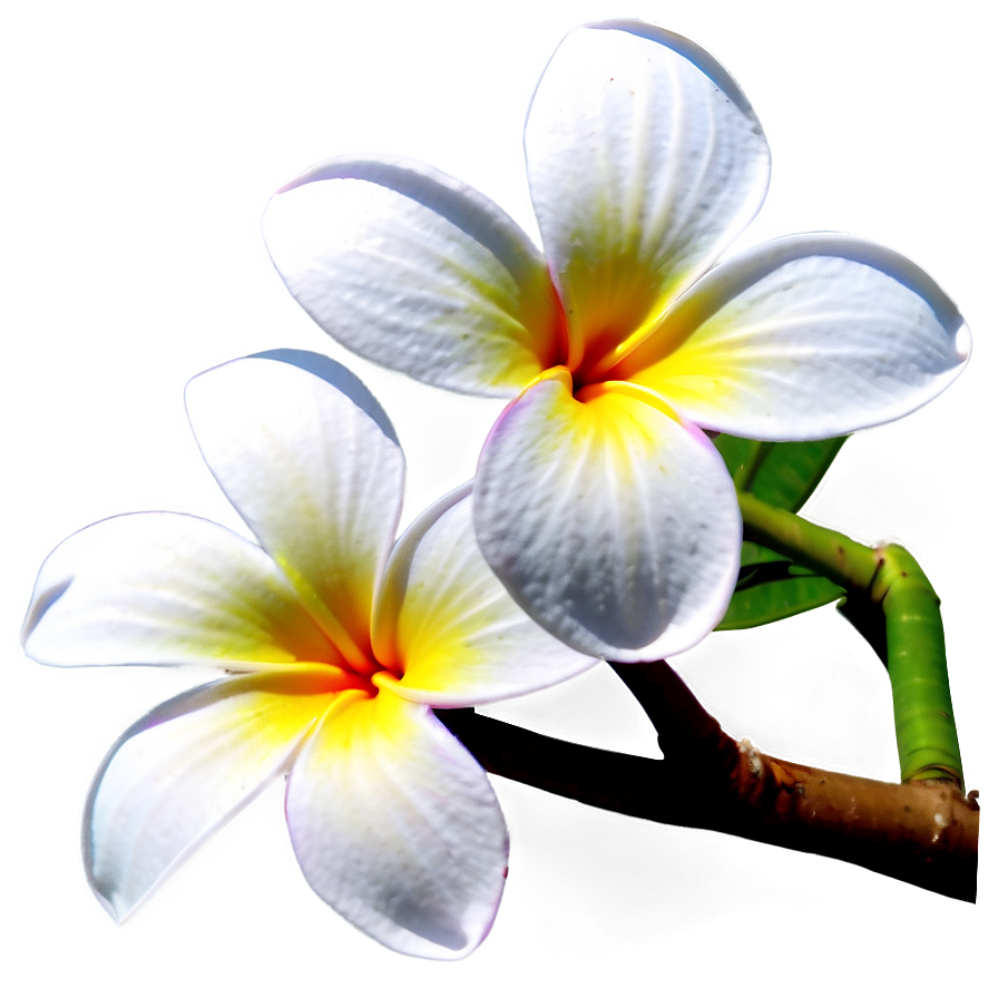 Plumeria Branch Png 43 PNG image