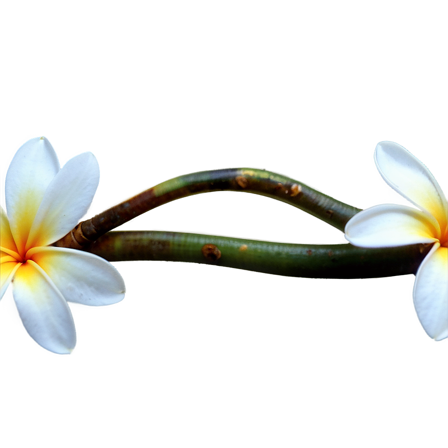 Plumeria Branch Png Bdn PNG image