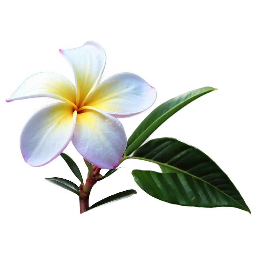 Plumeria Clipart Png 20 PNG image