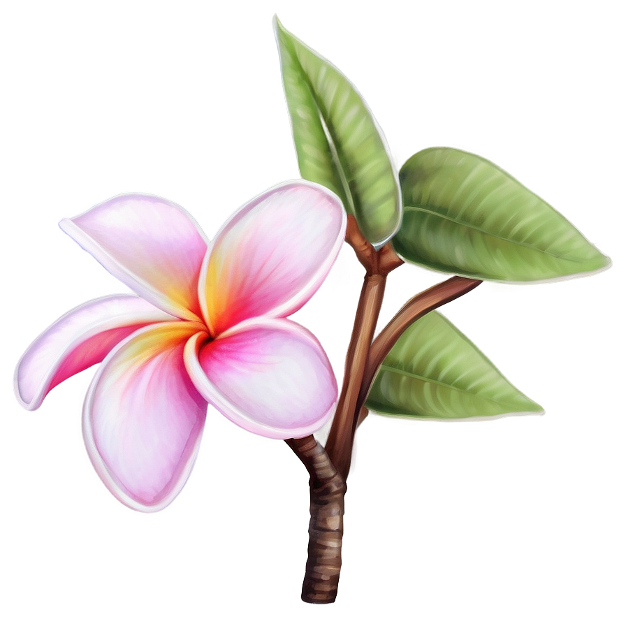 Plumeria Drawing Png Oyr PNG image