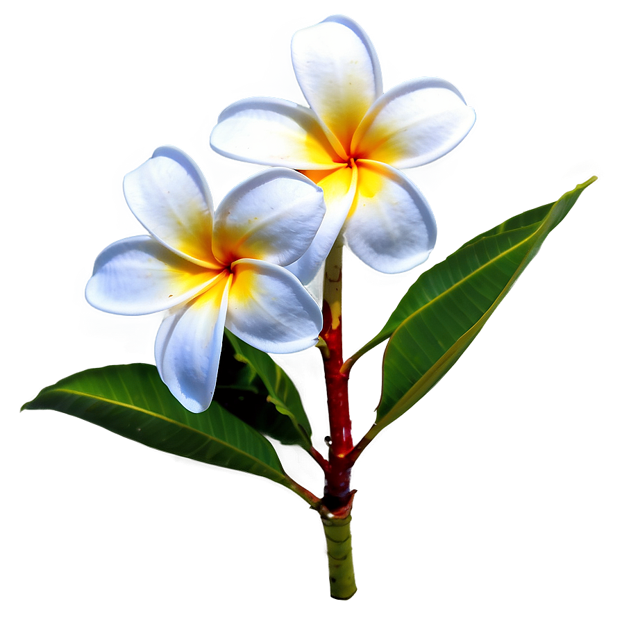 Plumeria Frangipani Png 06272024 PNG image