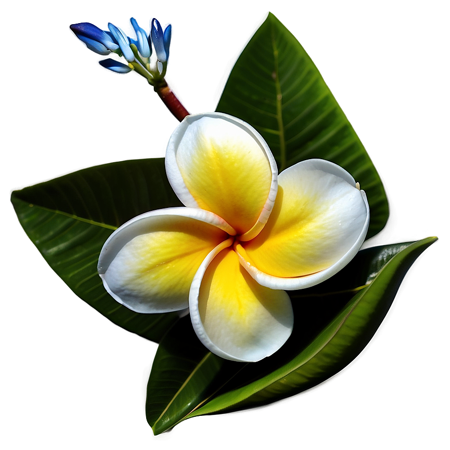 Plumeria Frangipani Png 06272024 PNG image