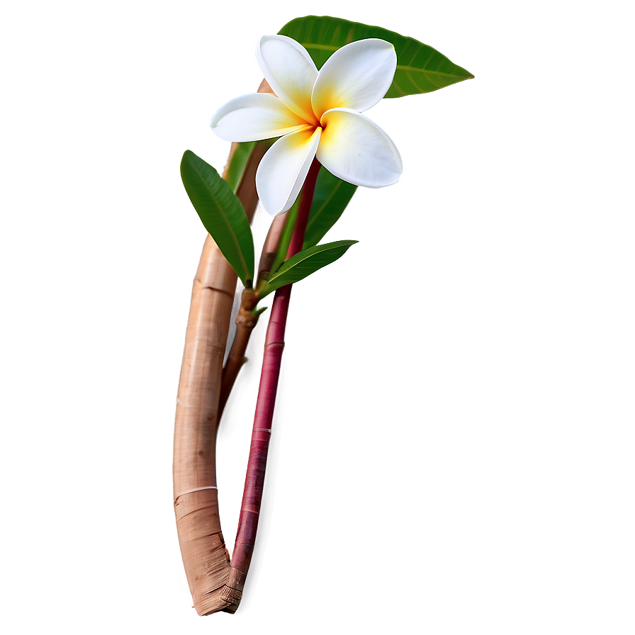 Plumeria Frangipani Png Fsp PNG image