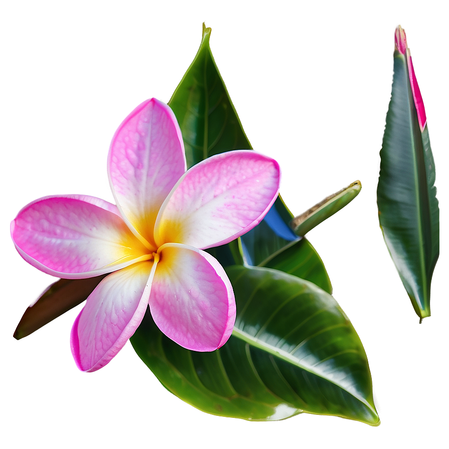 Plumeria Outline Png 61 PNG image