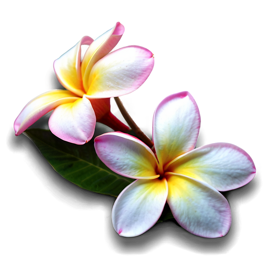 Plumeria Sunset Png Lav PNG image