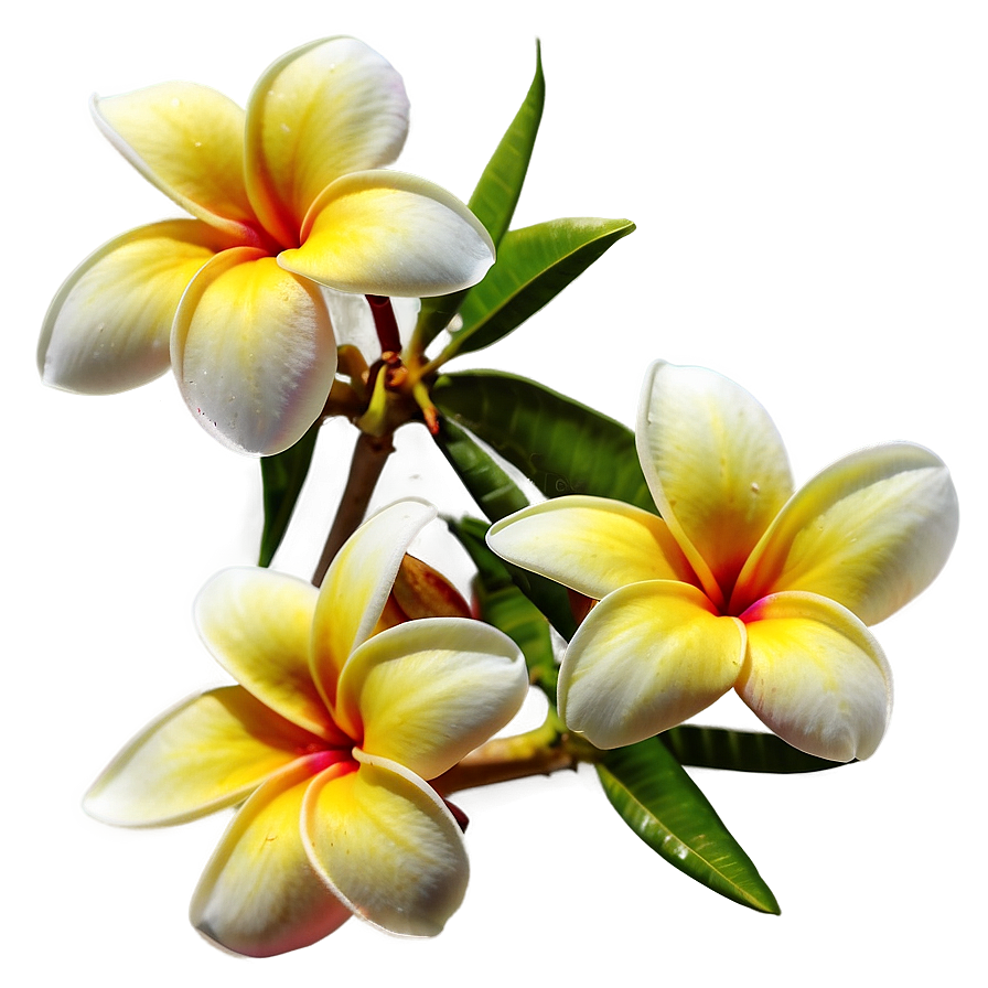 Plumeria Sunset Png Ufk PNG image