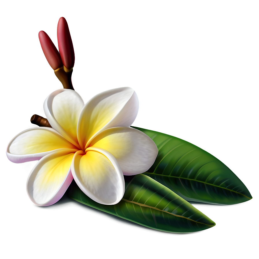 Plumeria Vector Png 06272024 PNG image