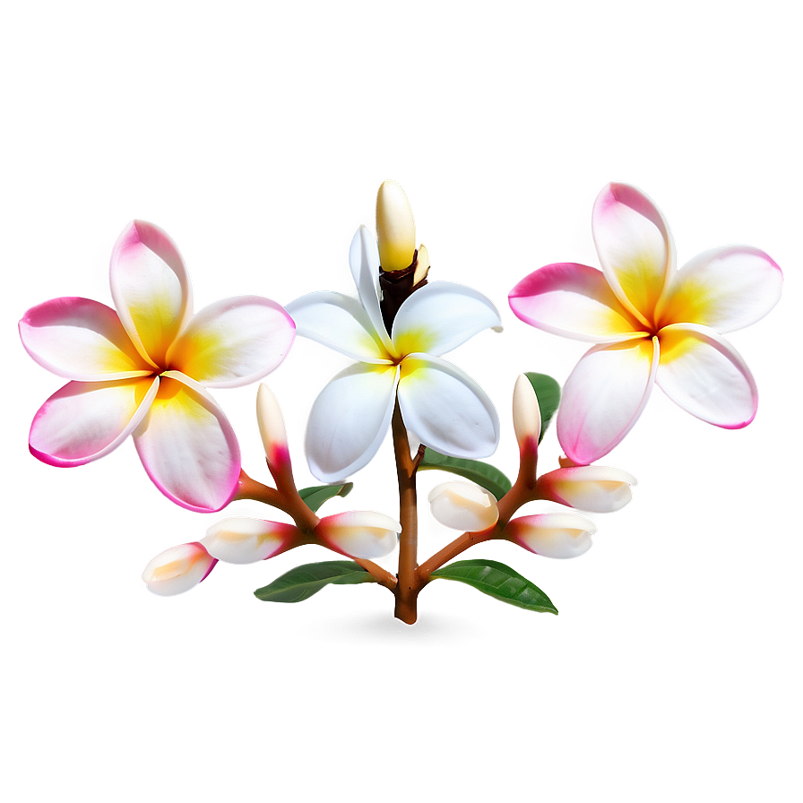 Plumeria Vector Png Isa84 PNG image