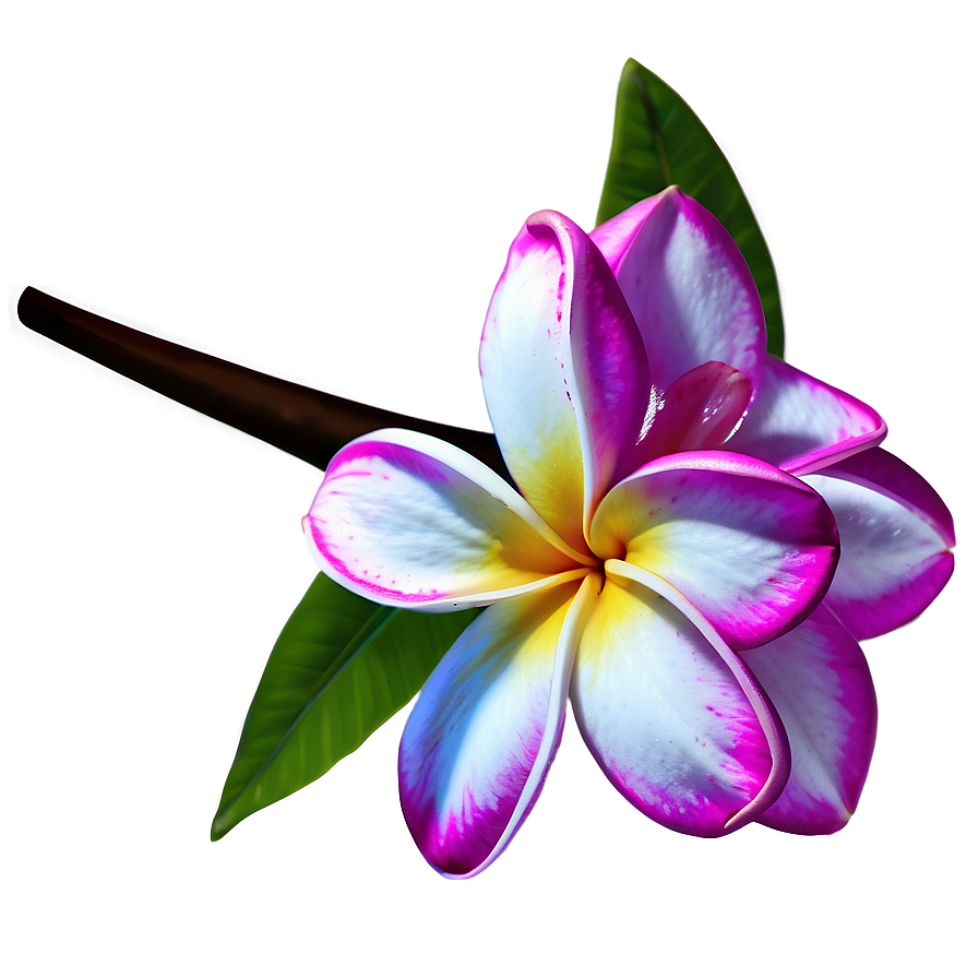 Plumeria Vector Png Xxi PNG image