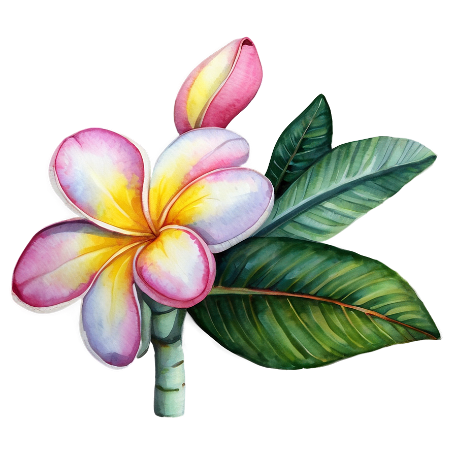 Plumeria Watercolor Png 06272024 PNG image