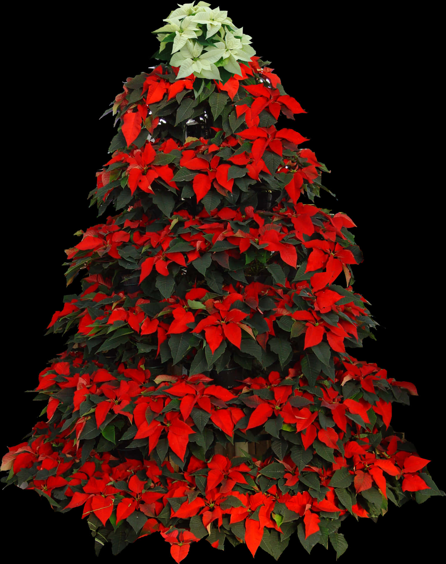 Poinsettia Christmas Tree Decoration PNG image