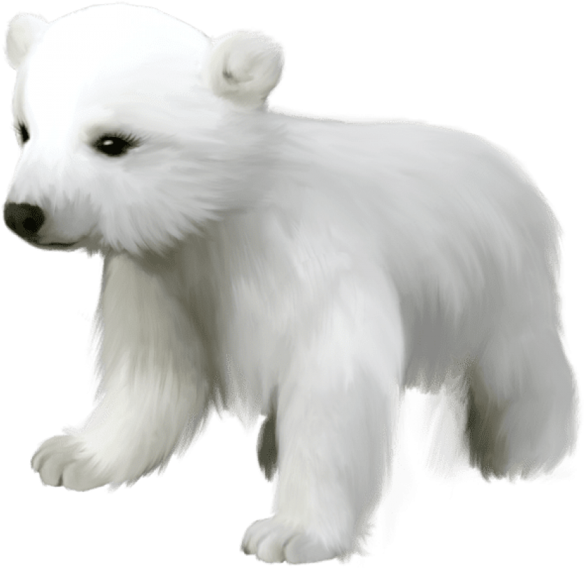 Polar Bear Cub Illustration PNG image