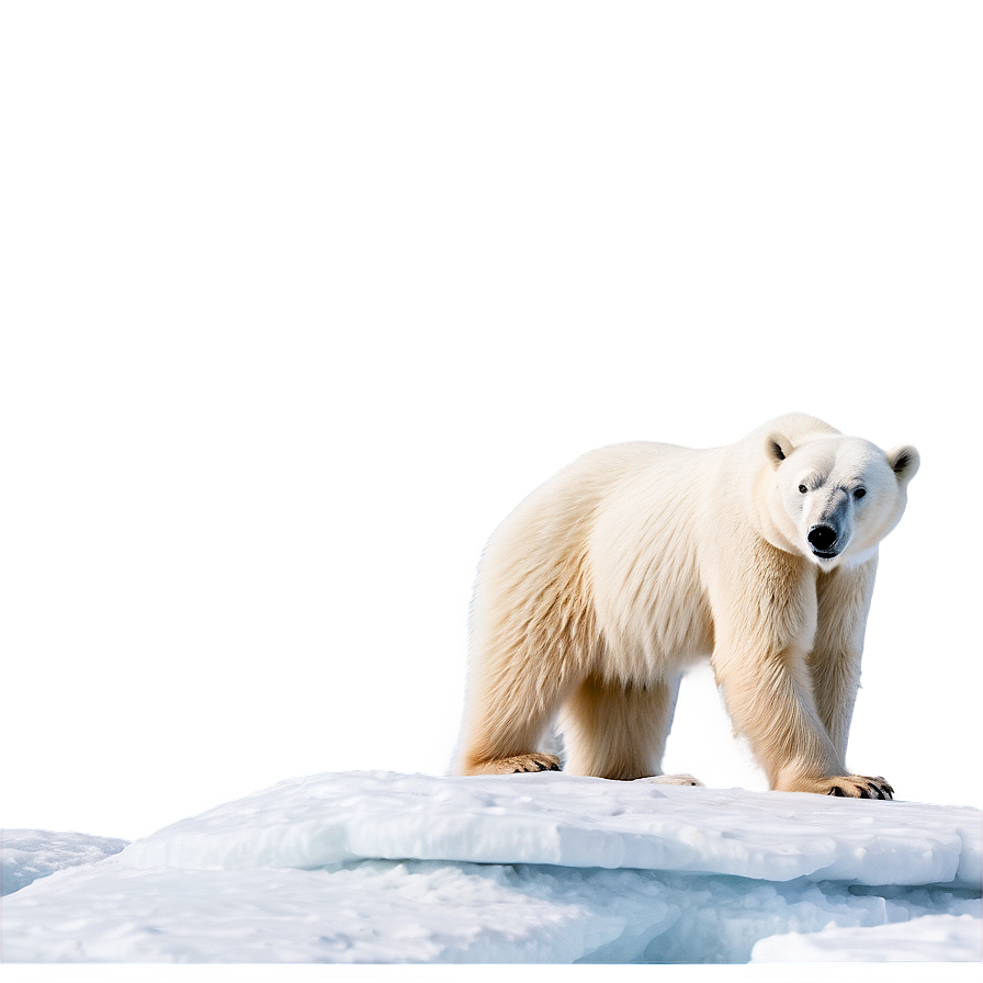 Polar Bear In Arctic Landscape Png 12 PNG image