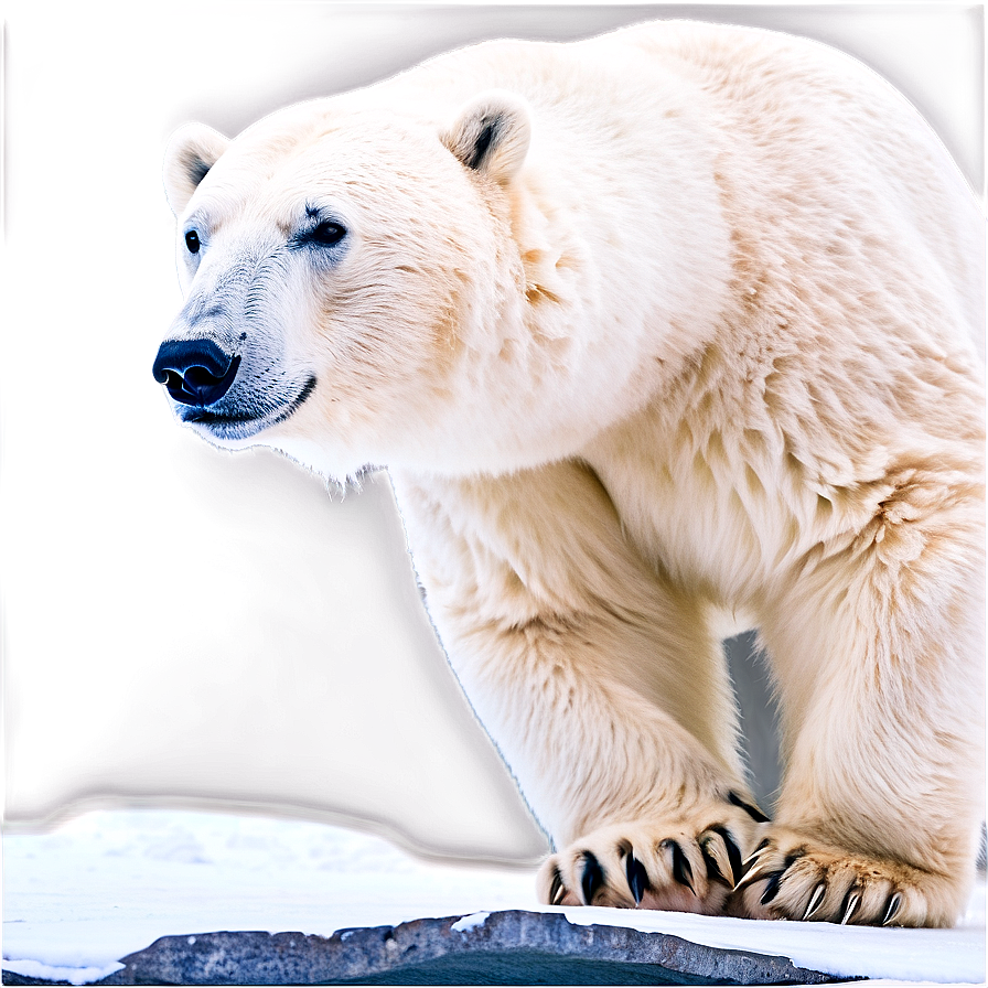 Polar Bear In Arctic Landscape Png Vbk76 PNG image