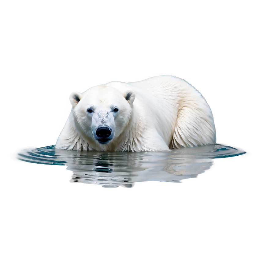 Polar Bear In Water Png Rde87 PNG image