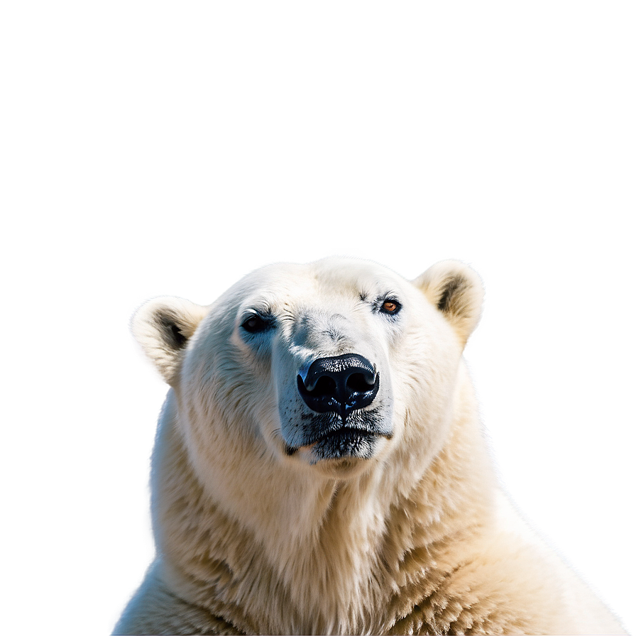 Polar Bear Looking Up Png 05062024 PNG image