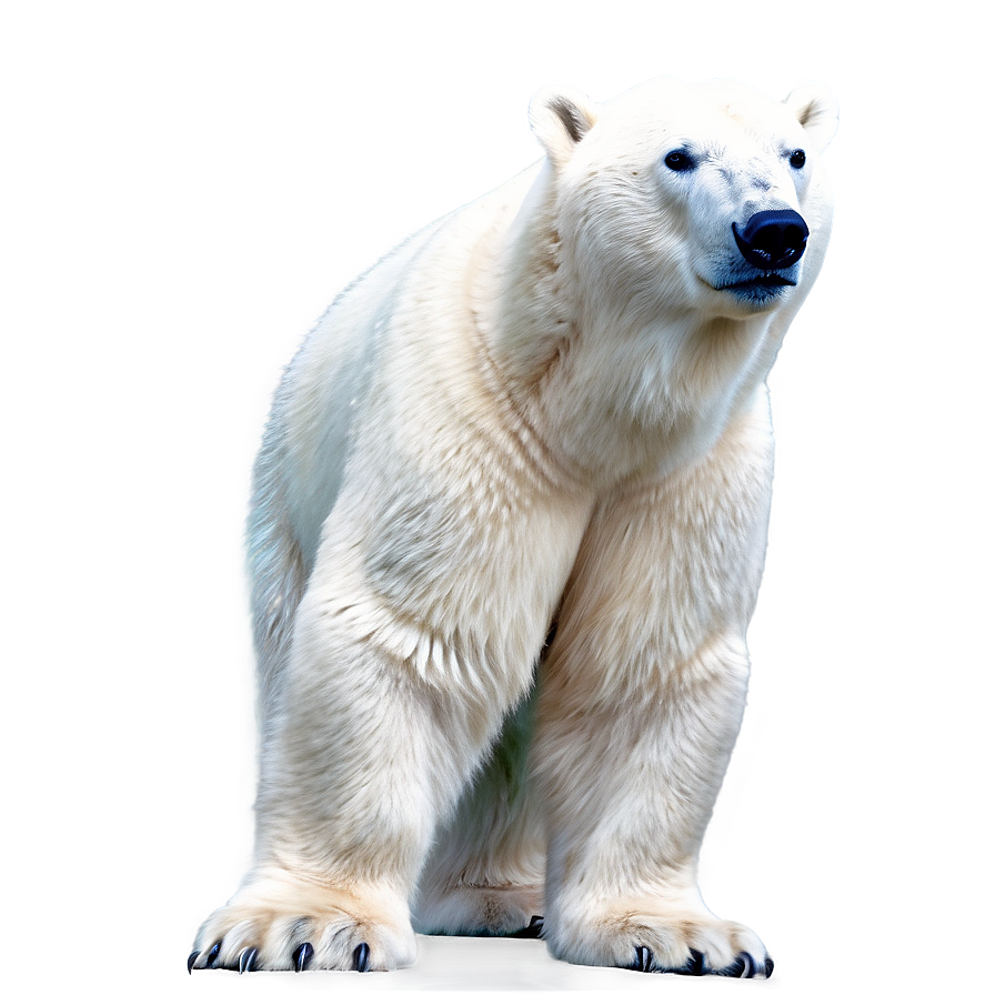 Polar Bear Looking Up Png 71 PNG image