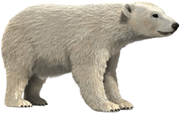 Polar Bear Profile PNG image