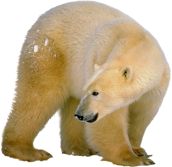 Polar Bear Profile.png PNG image