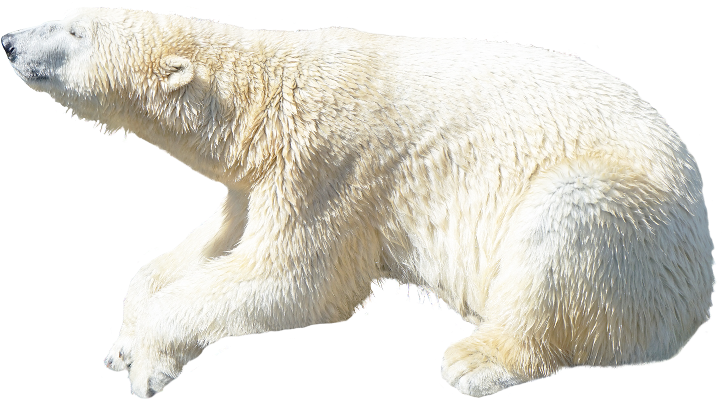 Polar Bear Profile View PNG image