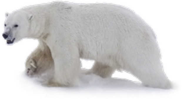 Polar Bear Walkingon Ice PNG image