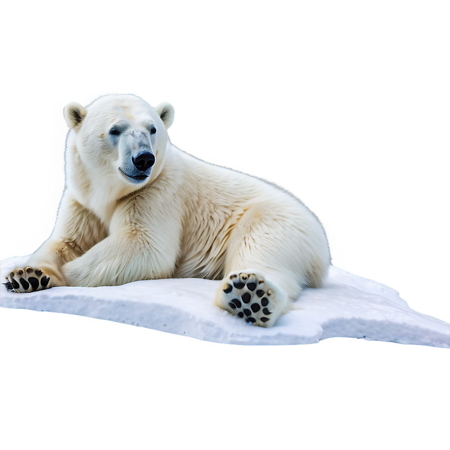 Polar Bear Winter Scene Png Pdc PNG image