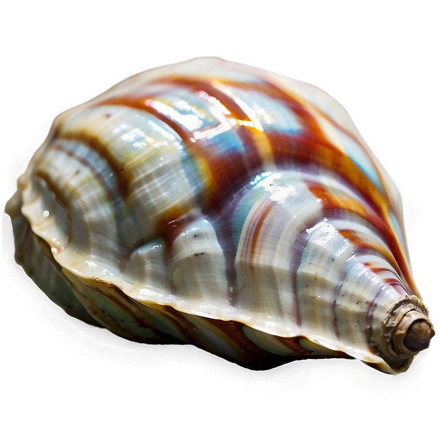 Polished Conch Shell Png 31 PNG image