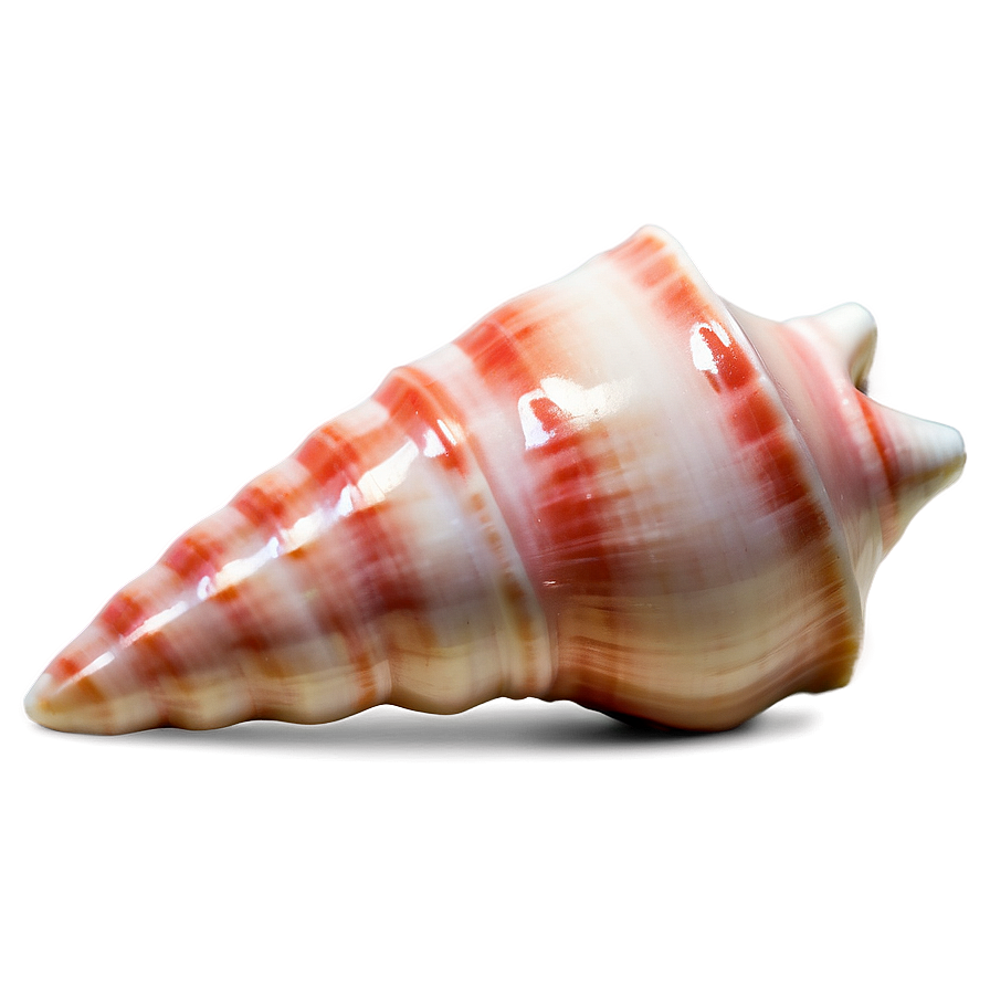 Polished Conch Shell Png Hbp22 PNG image