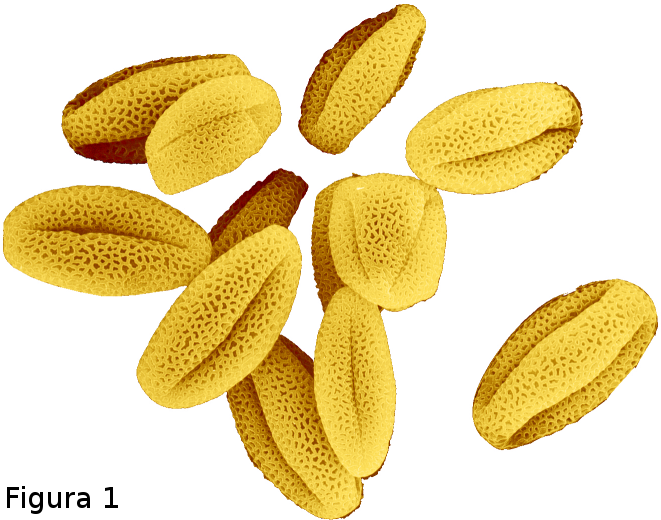 Pollen Grains Illustration PNG image