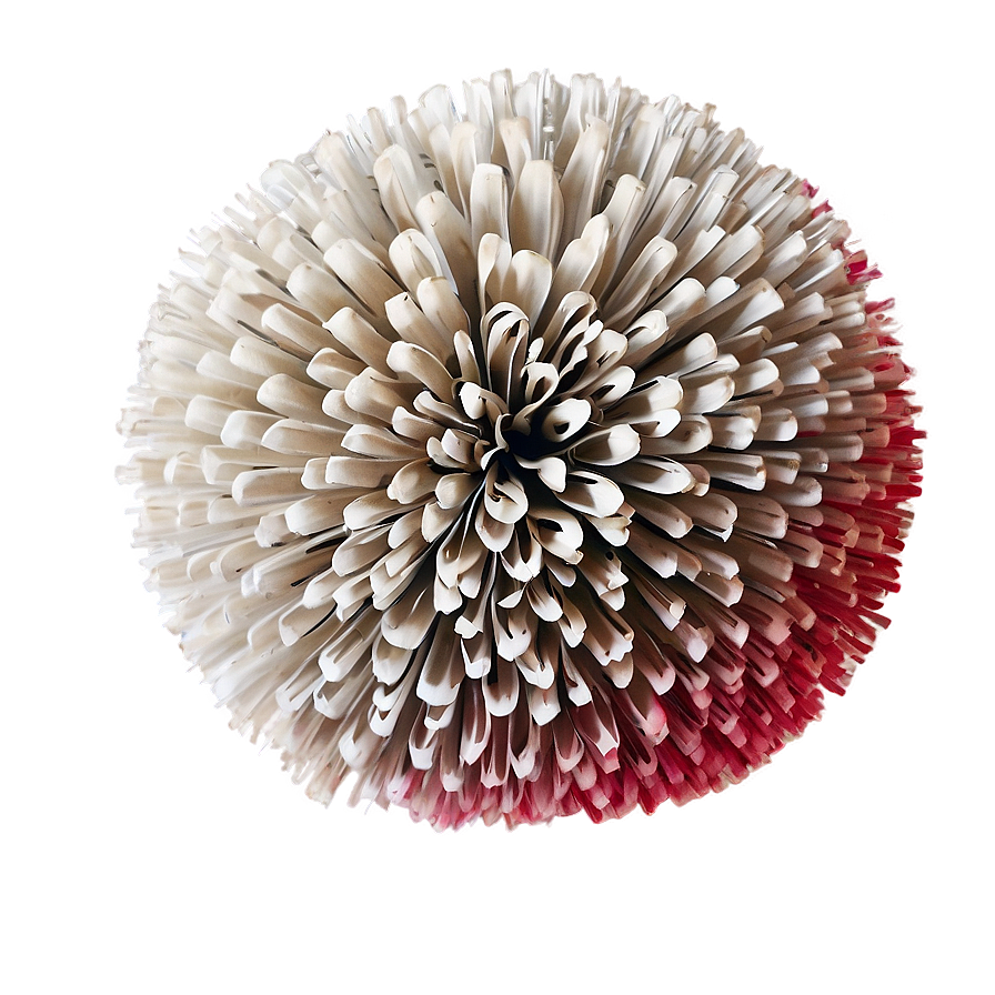 Pom Poms D PNG image