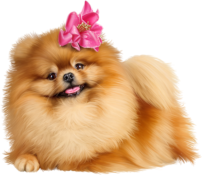 Pomeranian Puppy With Pink Bow PNG image