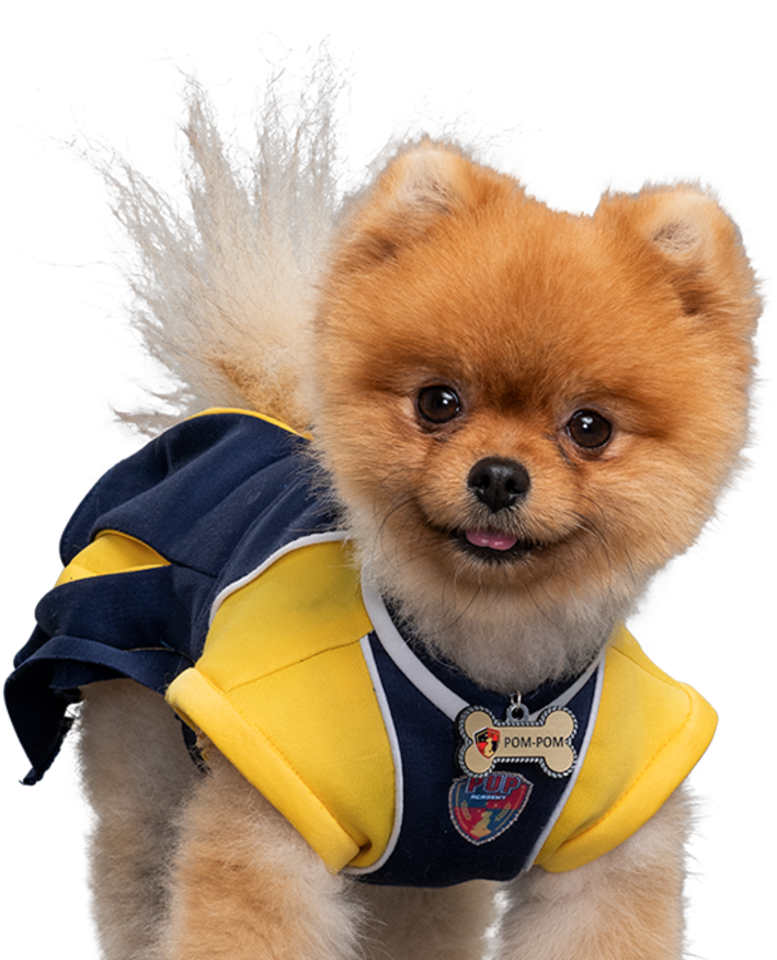 Pomeranianin Cheerleader Outfit PNG image