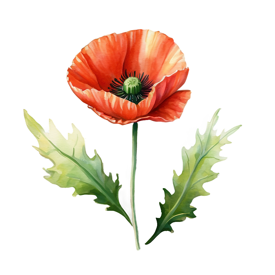 Poppy Watercolor Rendering Png Lrf19 PNG image