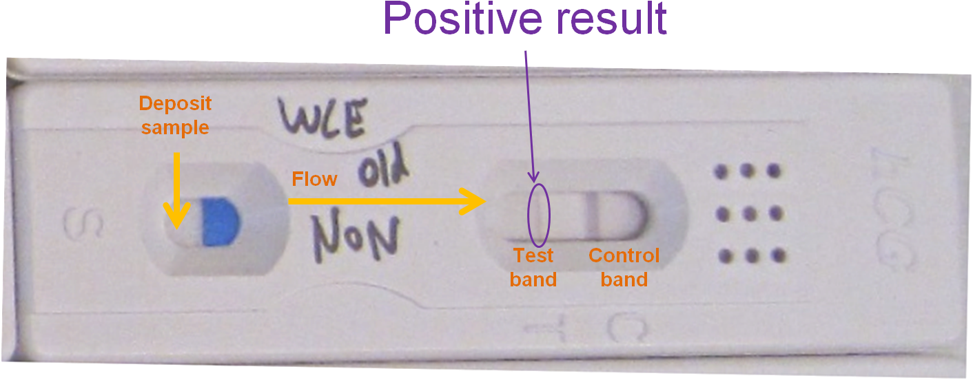 Positive Pregnancy Test Result PNG image