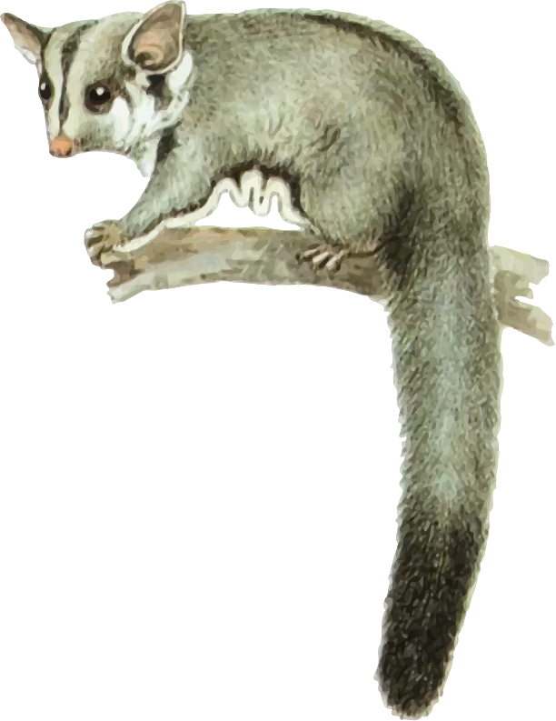 Possum On Branch Illustration PNG image