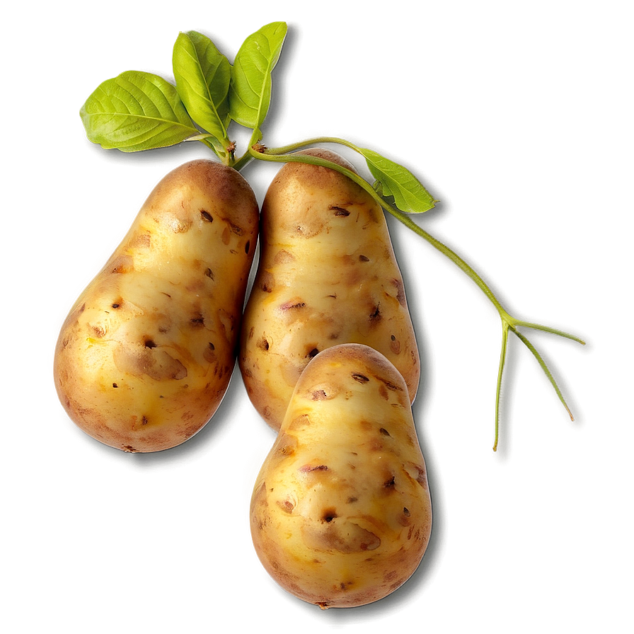 Potato B PNG image