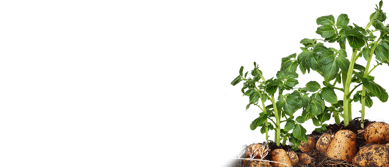 Potato Plant Growth Stages PNG image