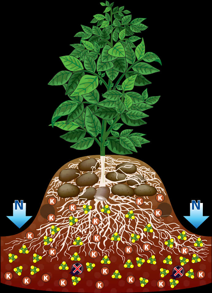 Potato_ Plant_ Structure_and_ Growth.jpg PNG image