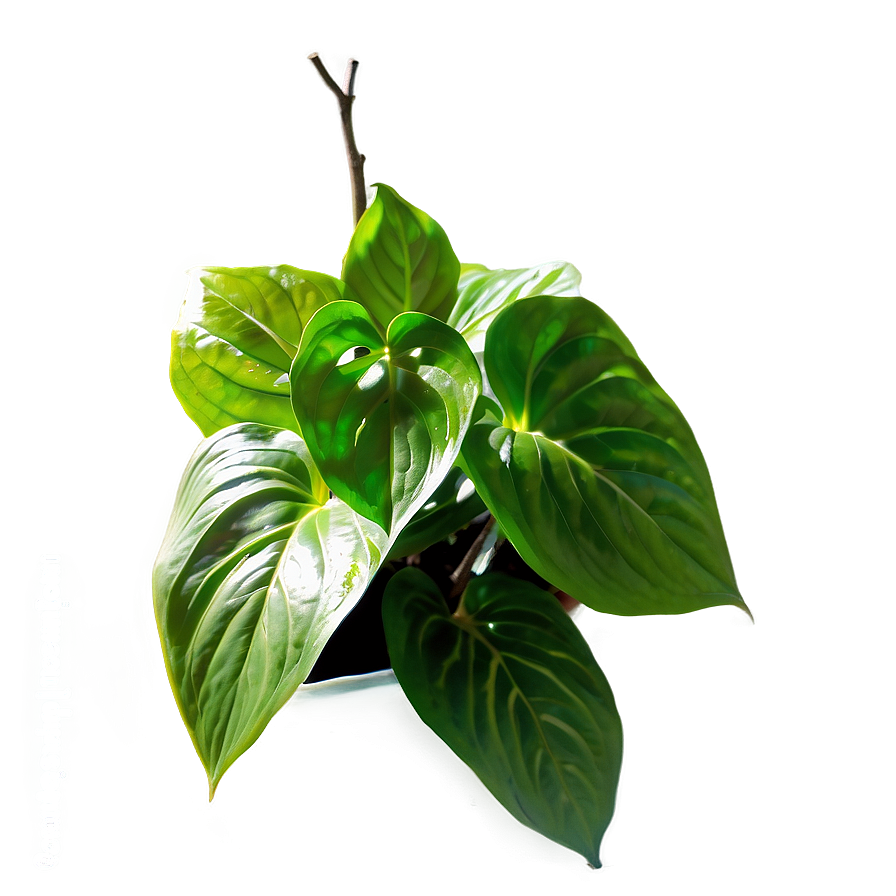 Pothos B PNG image