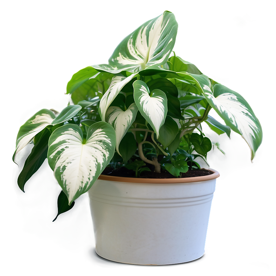 Pothos Plant Fertilizing Schedule Png 06272024 PNG image