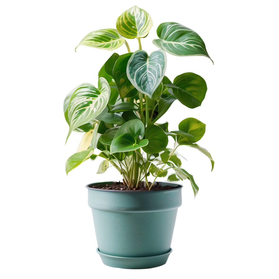 Pothos Plant Fertilizing Schedule Png 25 PNG image