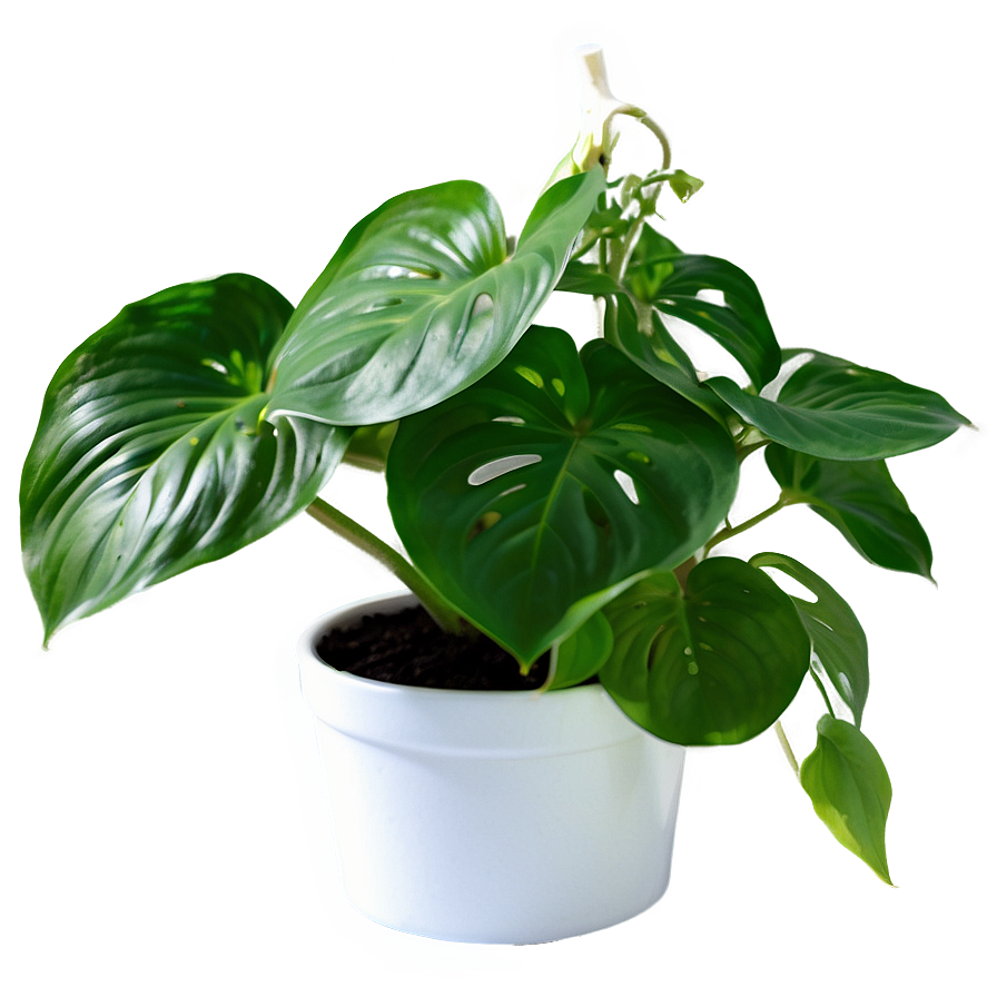 Pothos Plant Gift Ideas Png 06272024 PNG image