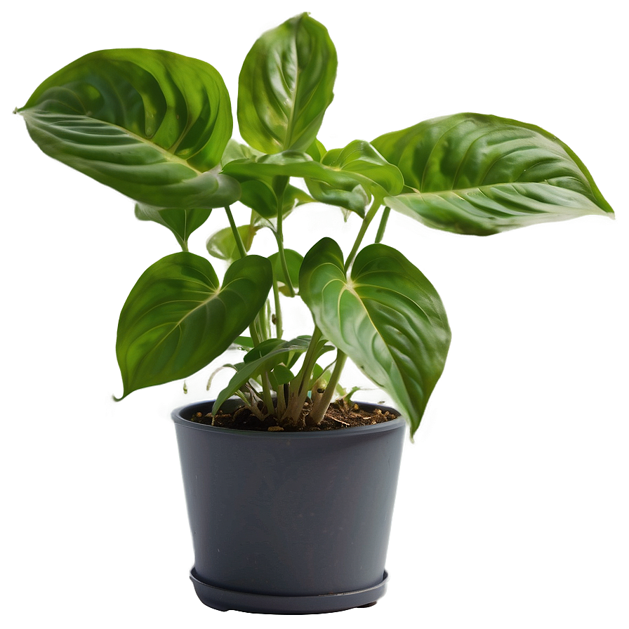 Pothos Plant Health Benefits Png Pri9 PNG image