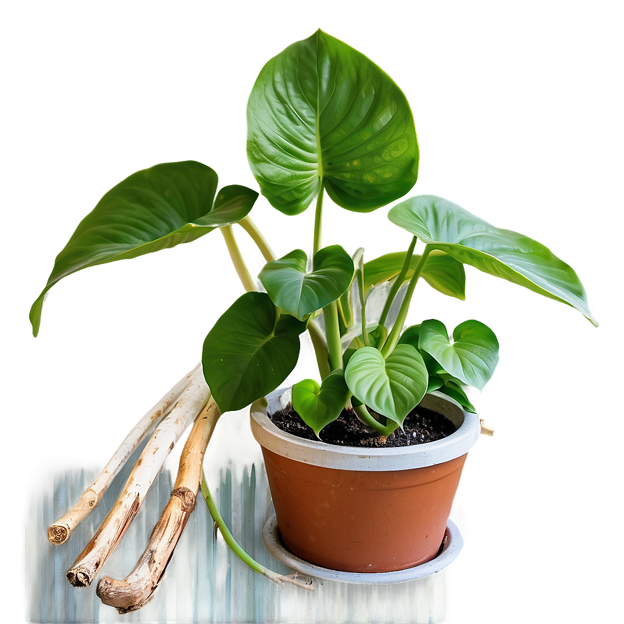 Pothos Root Rot Prevention Tips Png 57 PNG image