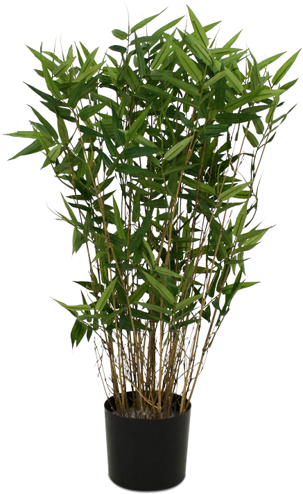 Potted Bamboo Plant PNG image