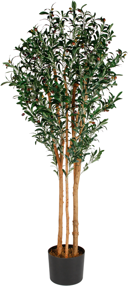 Potted Camellia Tree PNG image