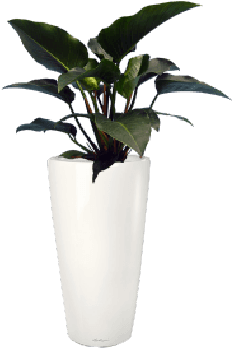 Potted Congo Plant Decor PNG image