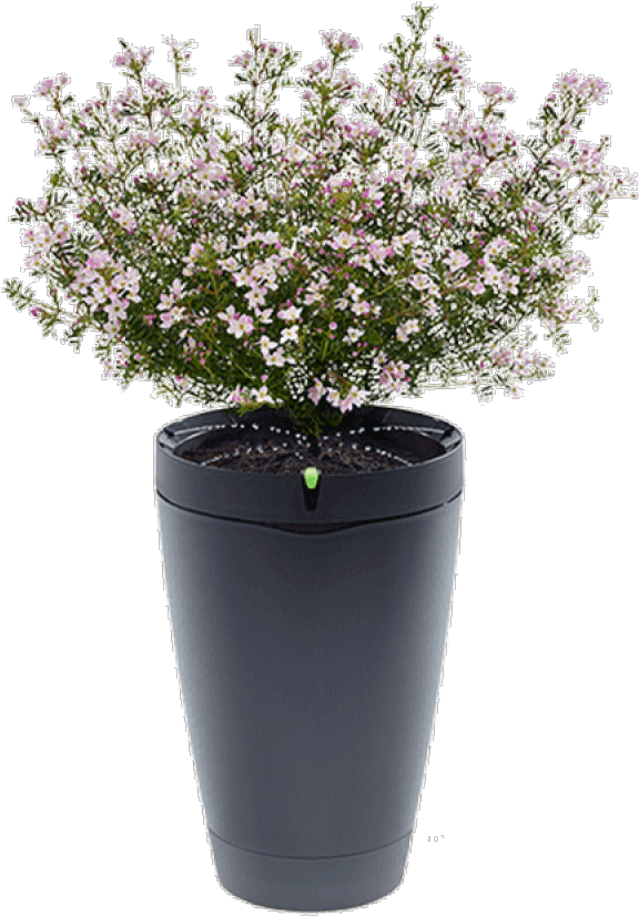 Potted Flowering Plant PNG image